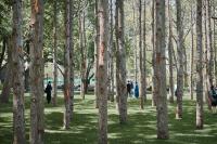 Maya Lin (American, b. 1959), Ghost Forest, 2021. Courtesy the artist and Madison Square Park Conservancy. Photo credit: Andy Romer
